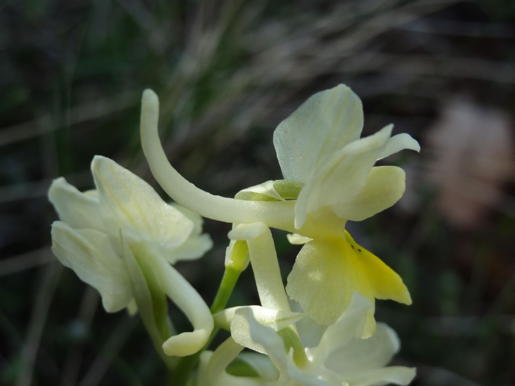 Orchidea ... O. pauciflora